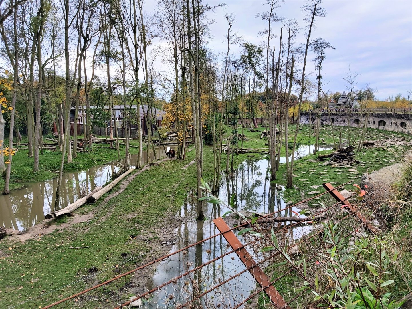European brown bear and Eurasian wolf enclosure
