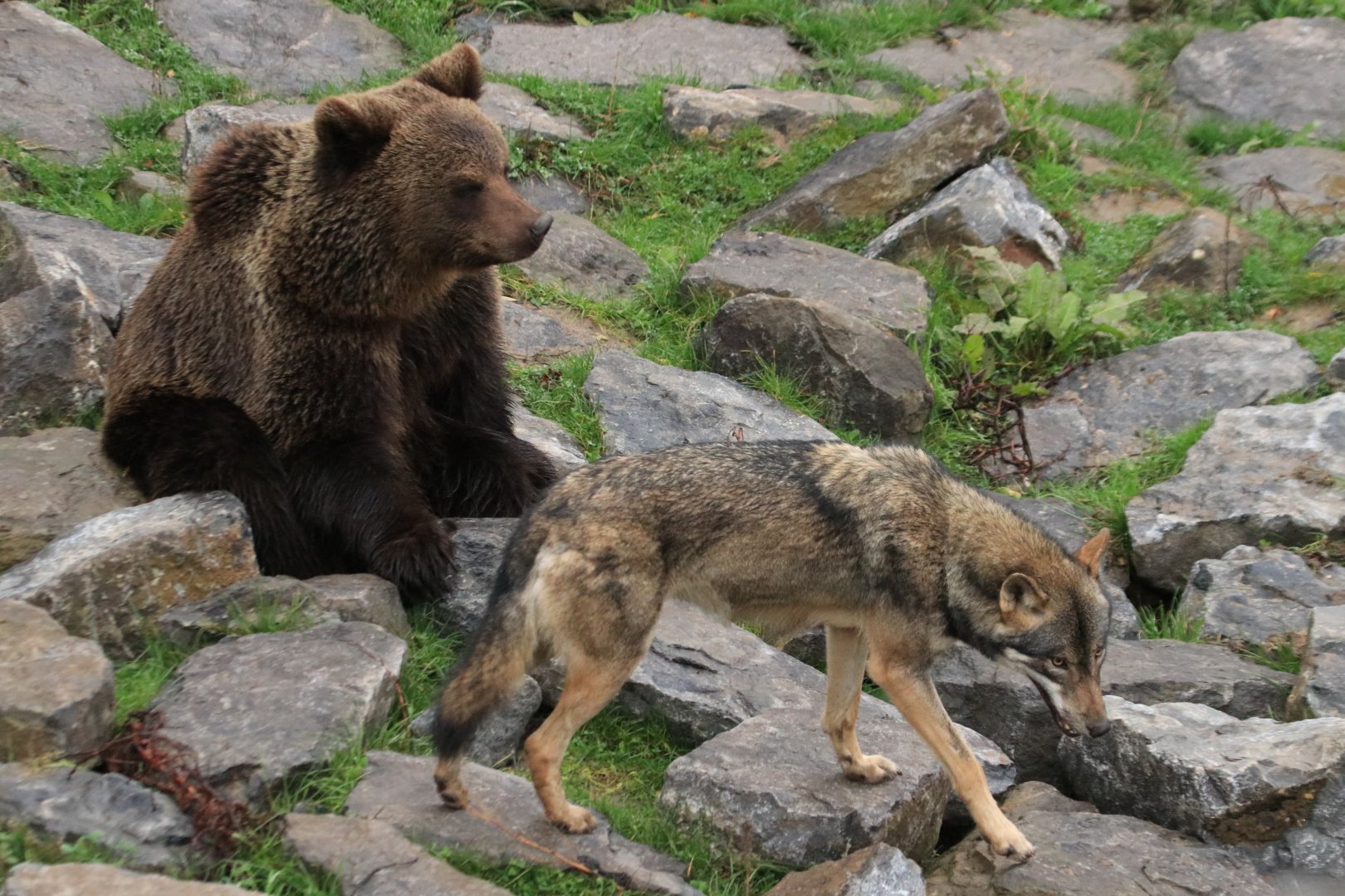 European brown bear and eurasian wolf (November 2019)