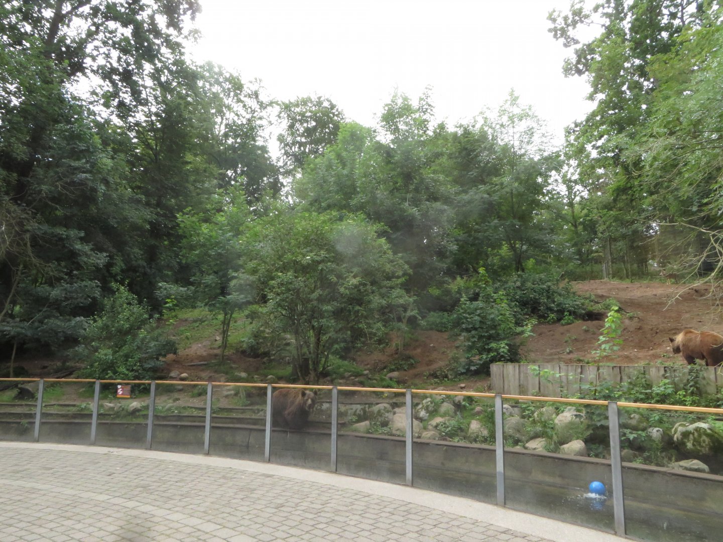 European Brown Bear and Wolf enclosure