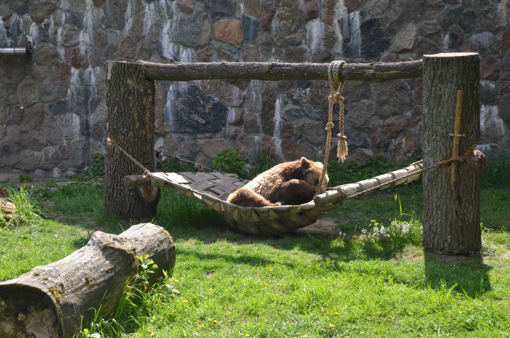 European Brown Bear at Akcent Zoo Białystok, 08/05/19