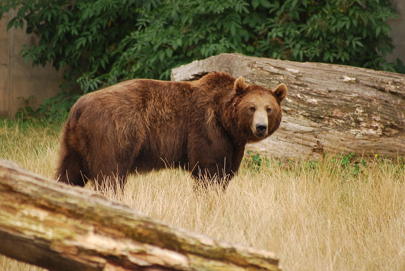 European brown bear at Bernburg Tierpark