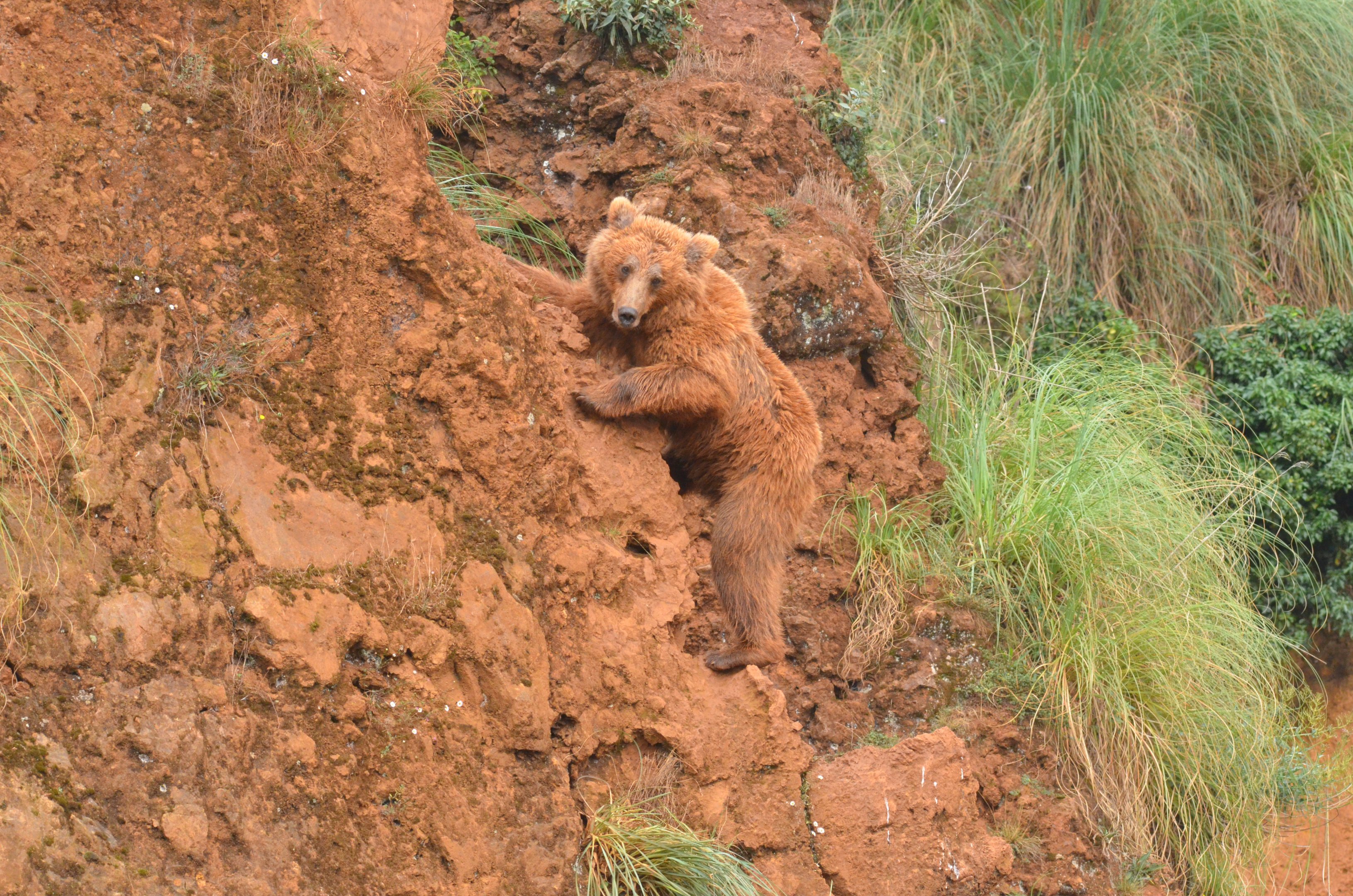 European Brown Bear at Cabarceno, 08/07/17