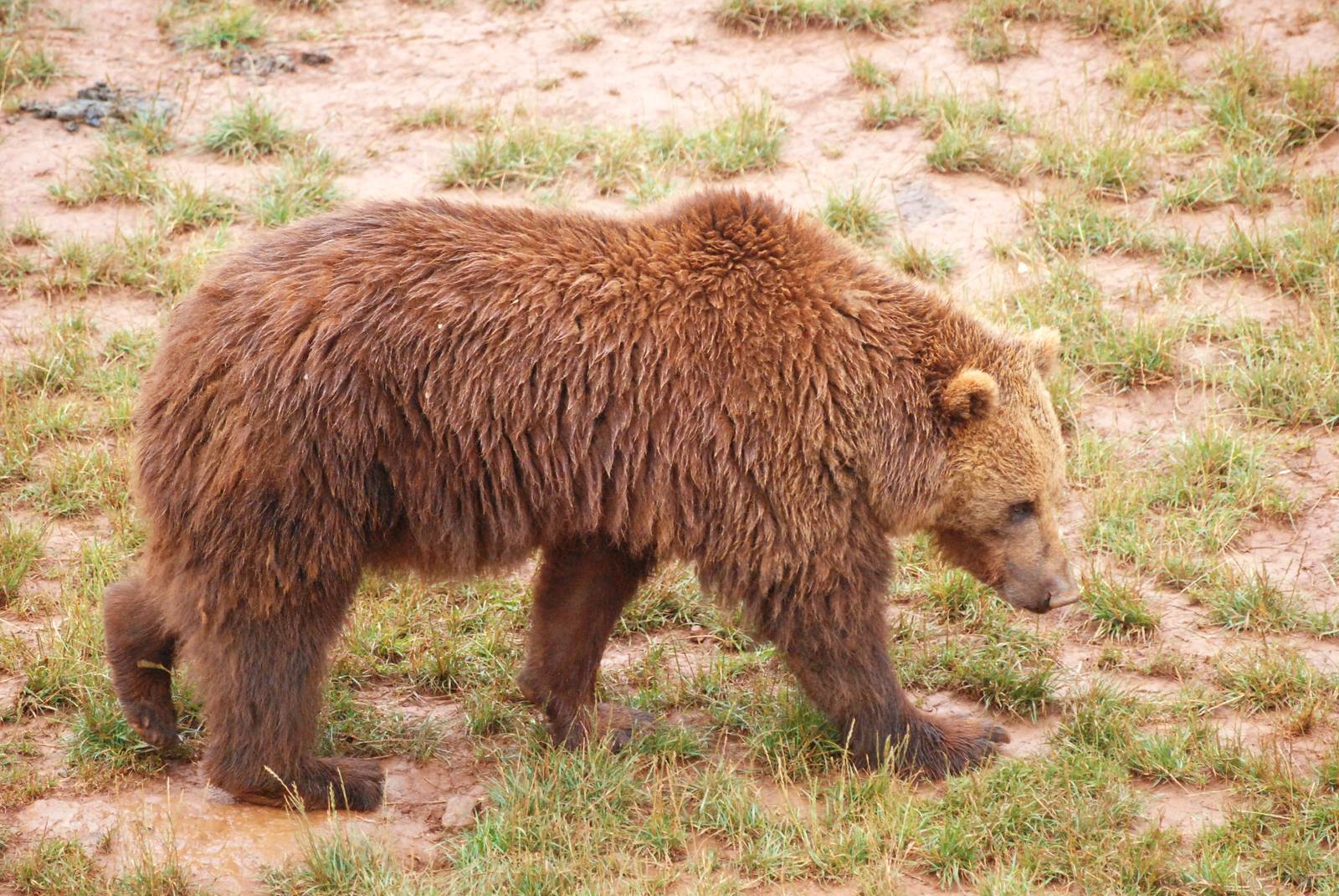 European Brown Bear at Cabarceno, 11/06/15