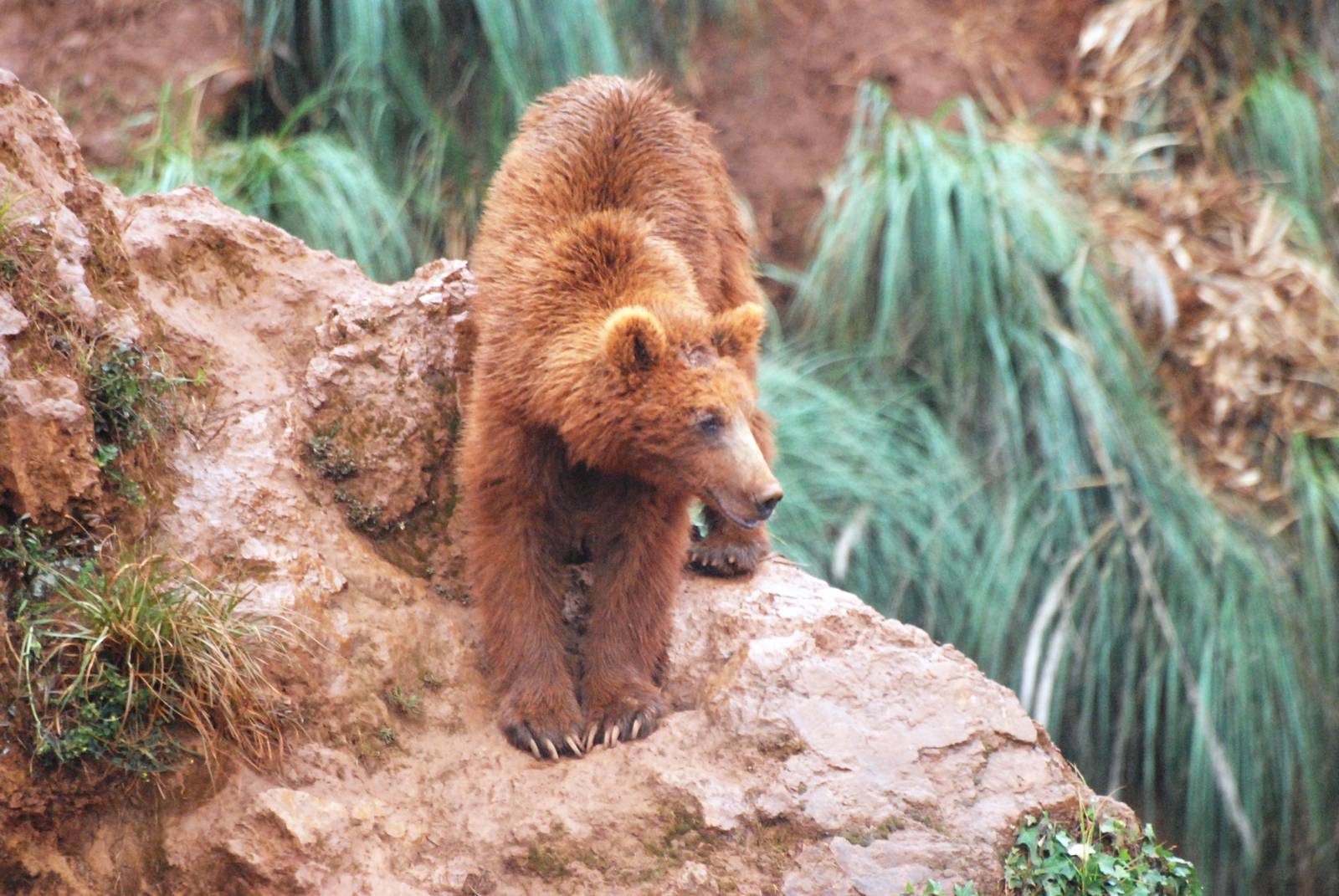 European Brown Bear at Cabarceno, 11/06/15