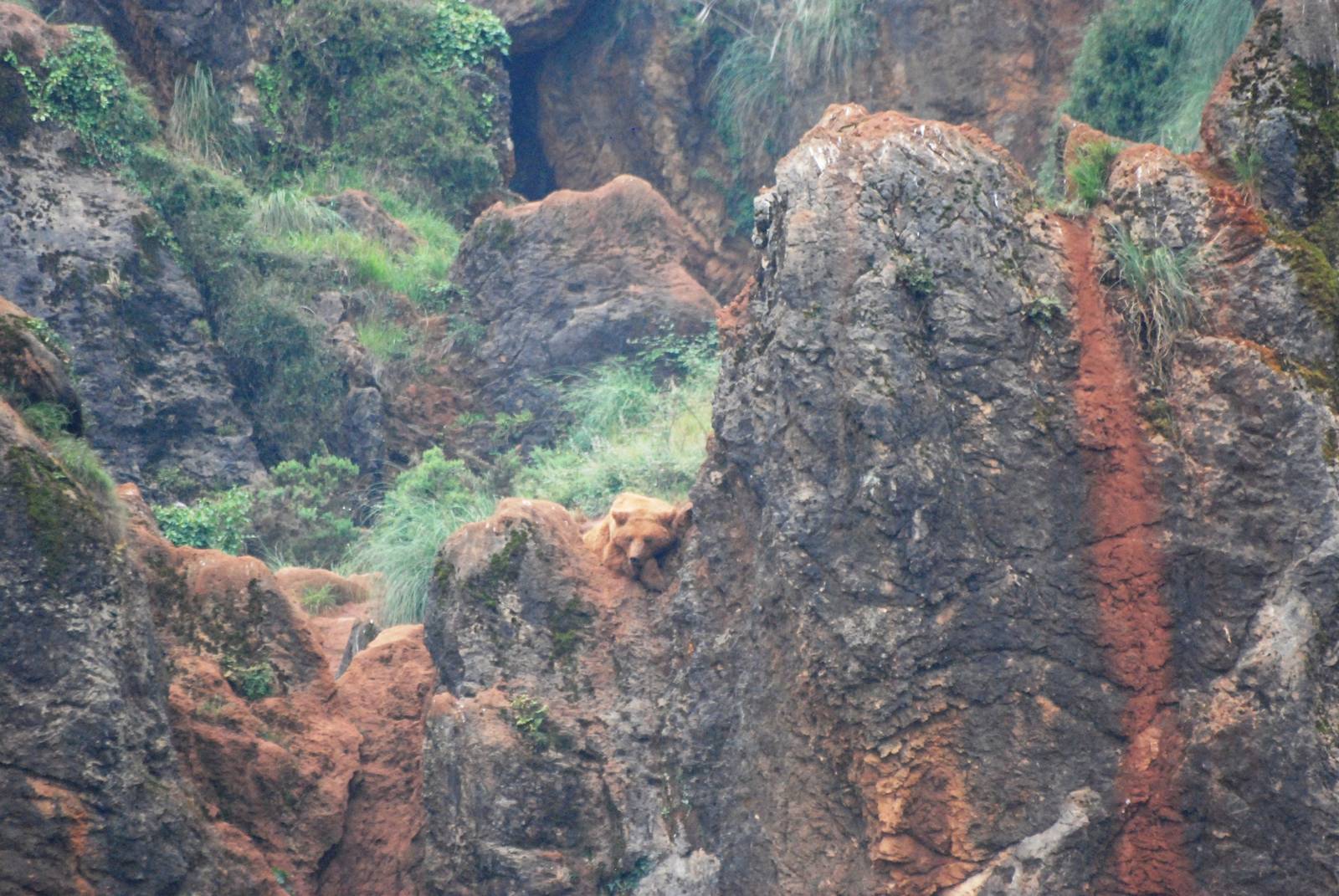 European Brown Bear at Cabarceno, 11/06/15