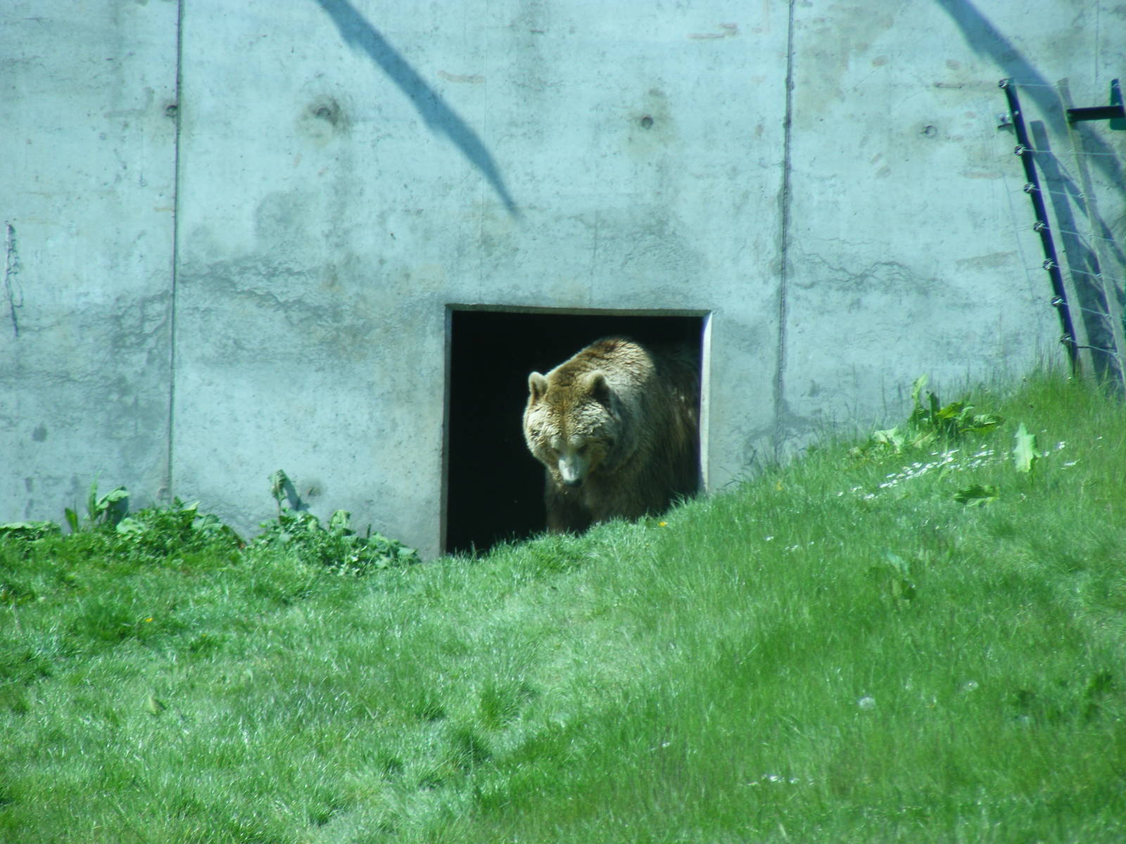 European brown bear at Camperdown Wildlife Centre, 18 May 2010