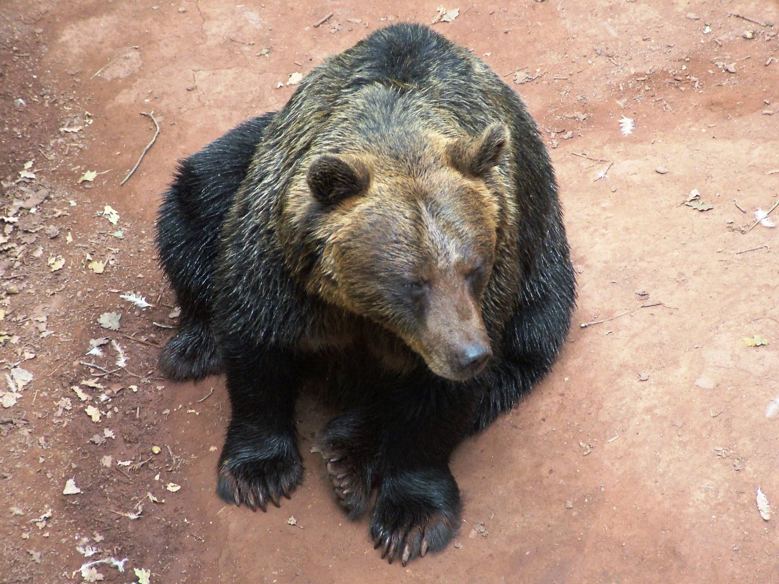 European Brown Bear at Chomutov, 30/08/12