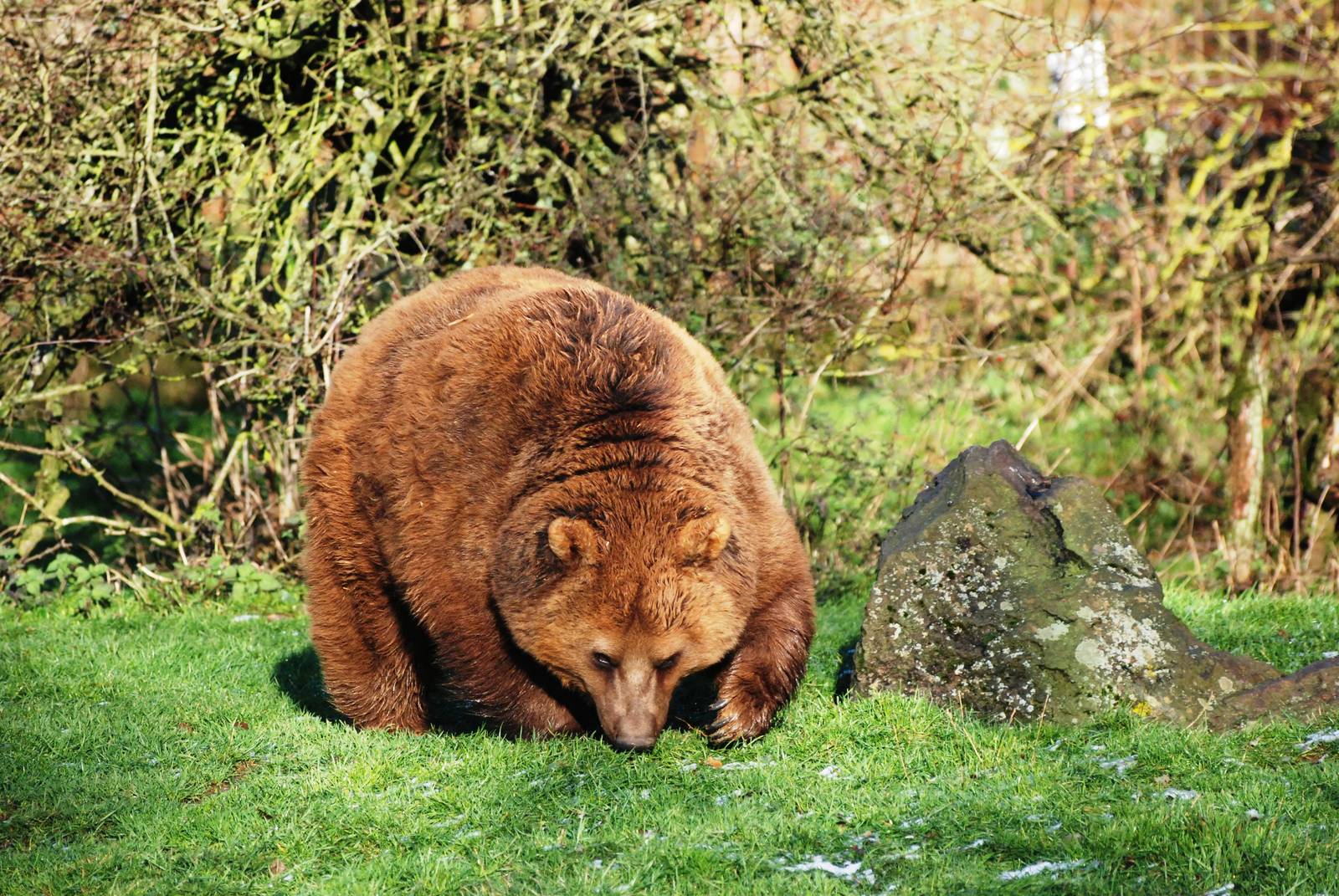 European Brown Bear at Whipsnade, 07/12/12