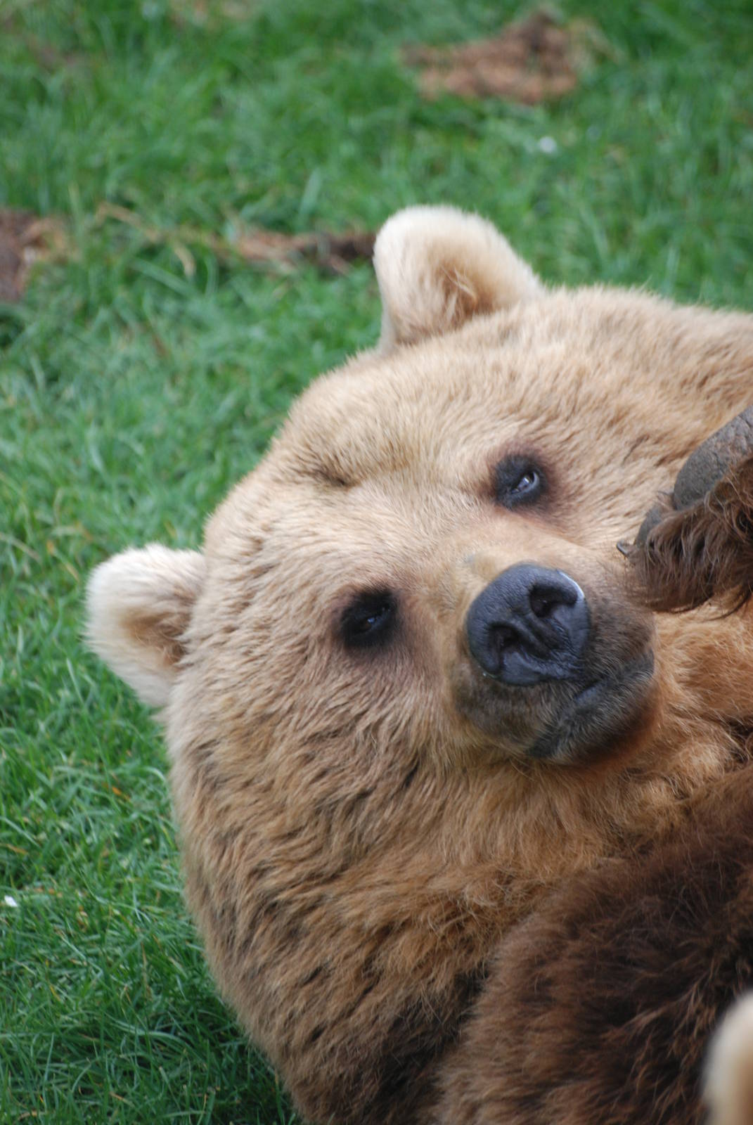 European Brown Bear at Whipsnade 08/05/11
