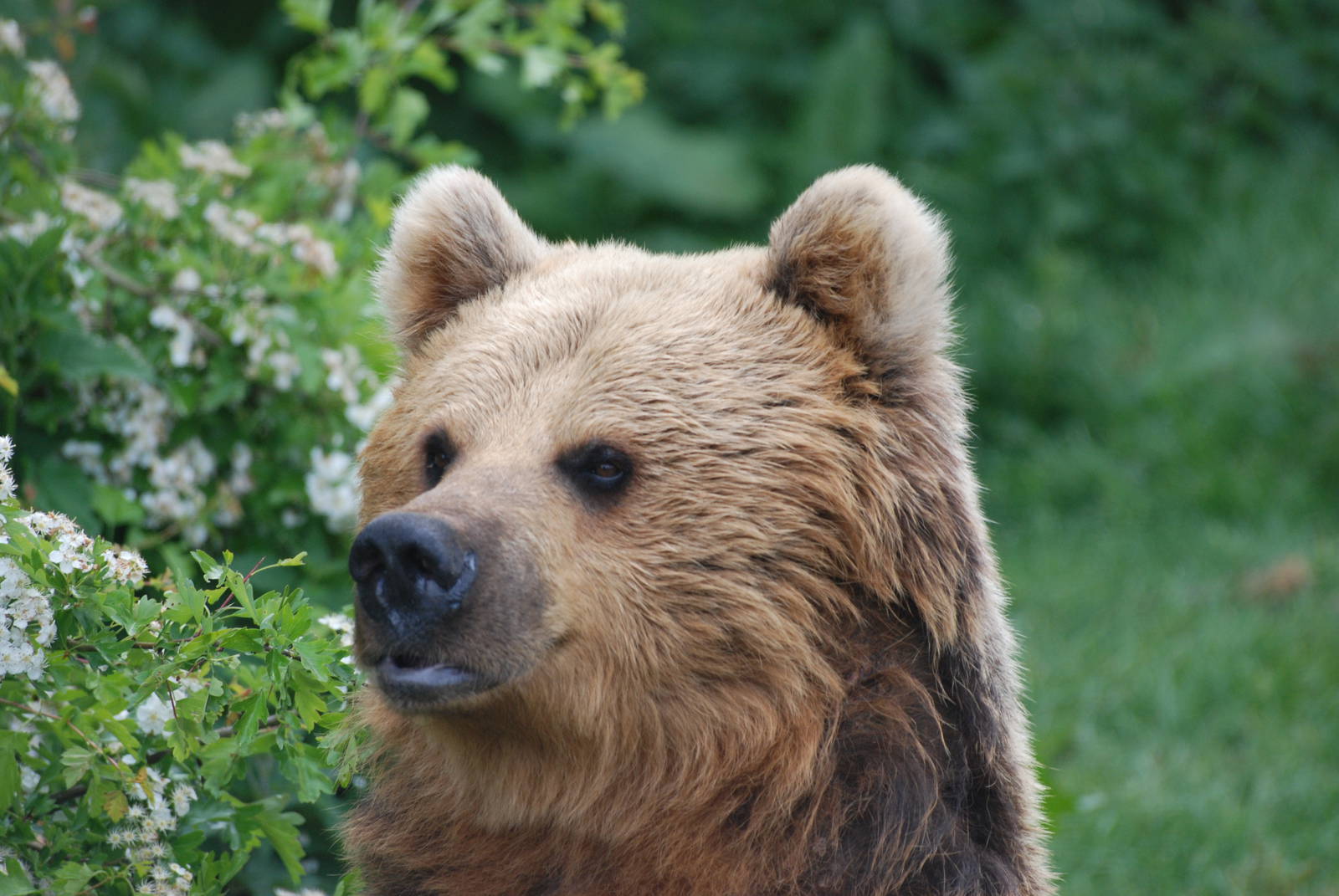 European Brown Bear at Whipsnade 08/05/11