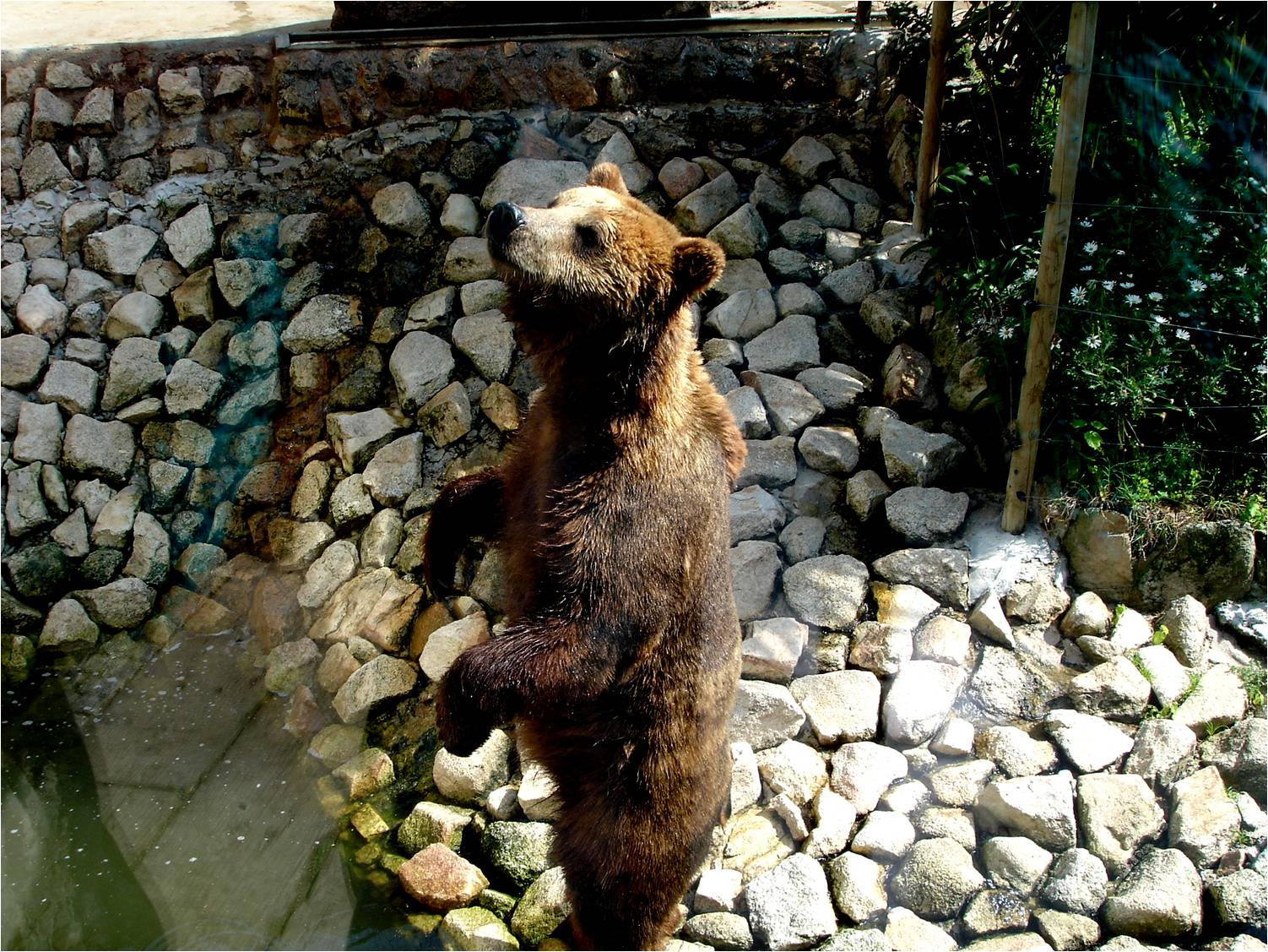 European Brown Bear at Zoo da Maia, 27/04/08