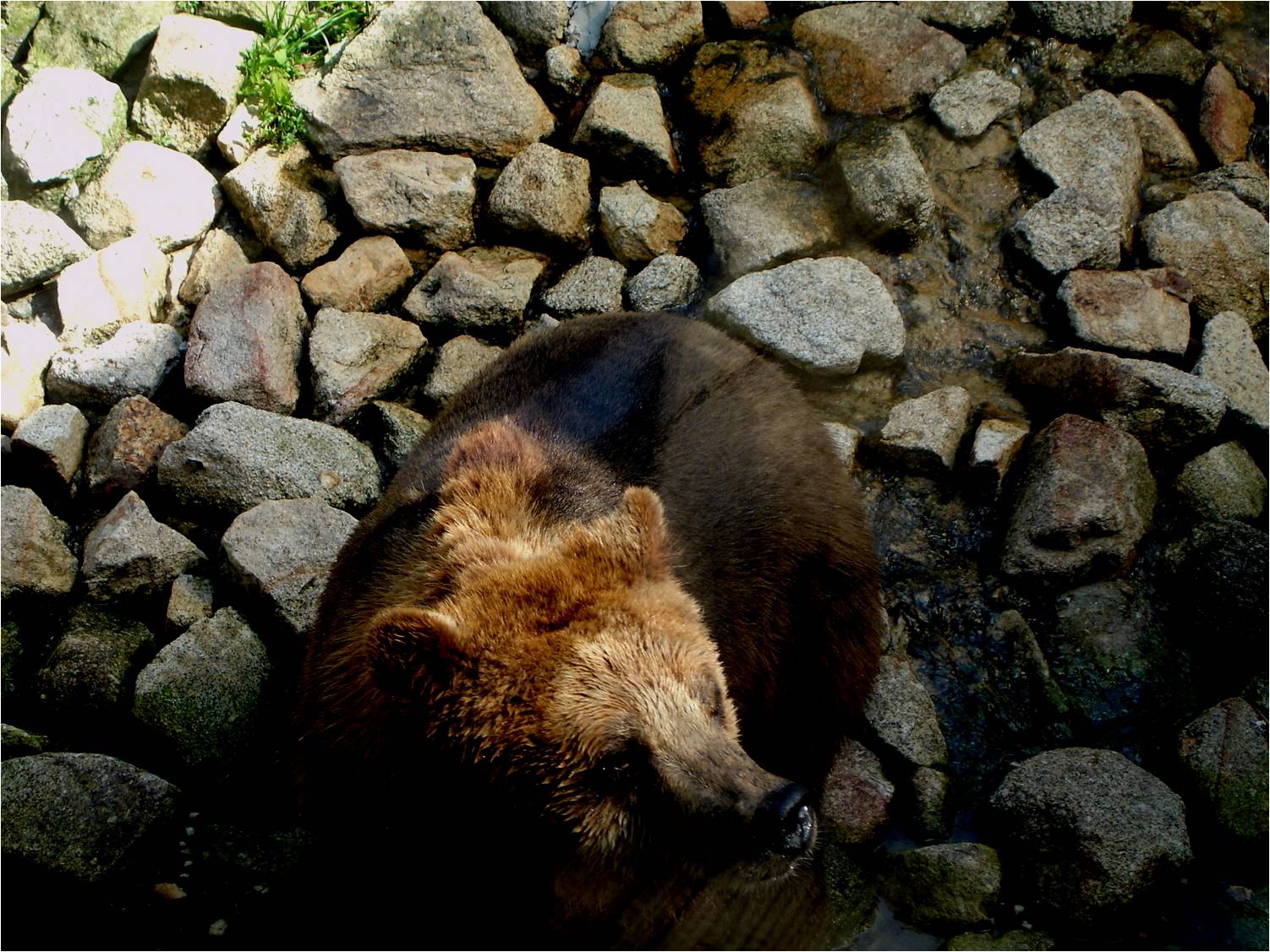 European Brown Bear at Zoo da Maia, 27/04/08