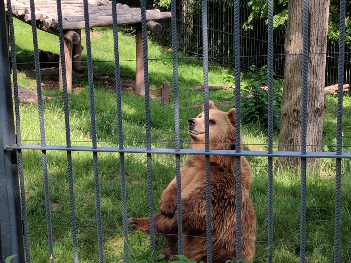 European Brown Bear begging for food