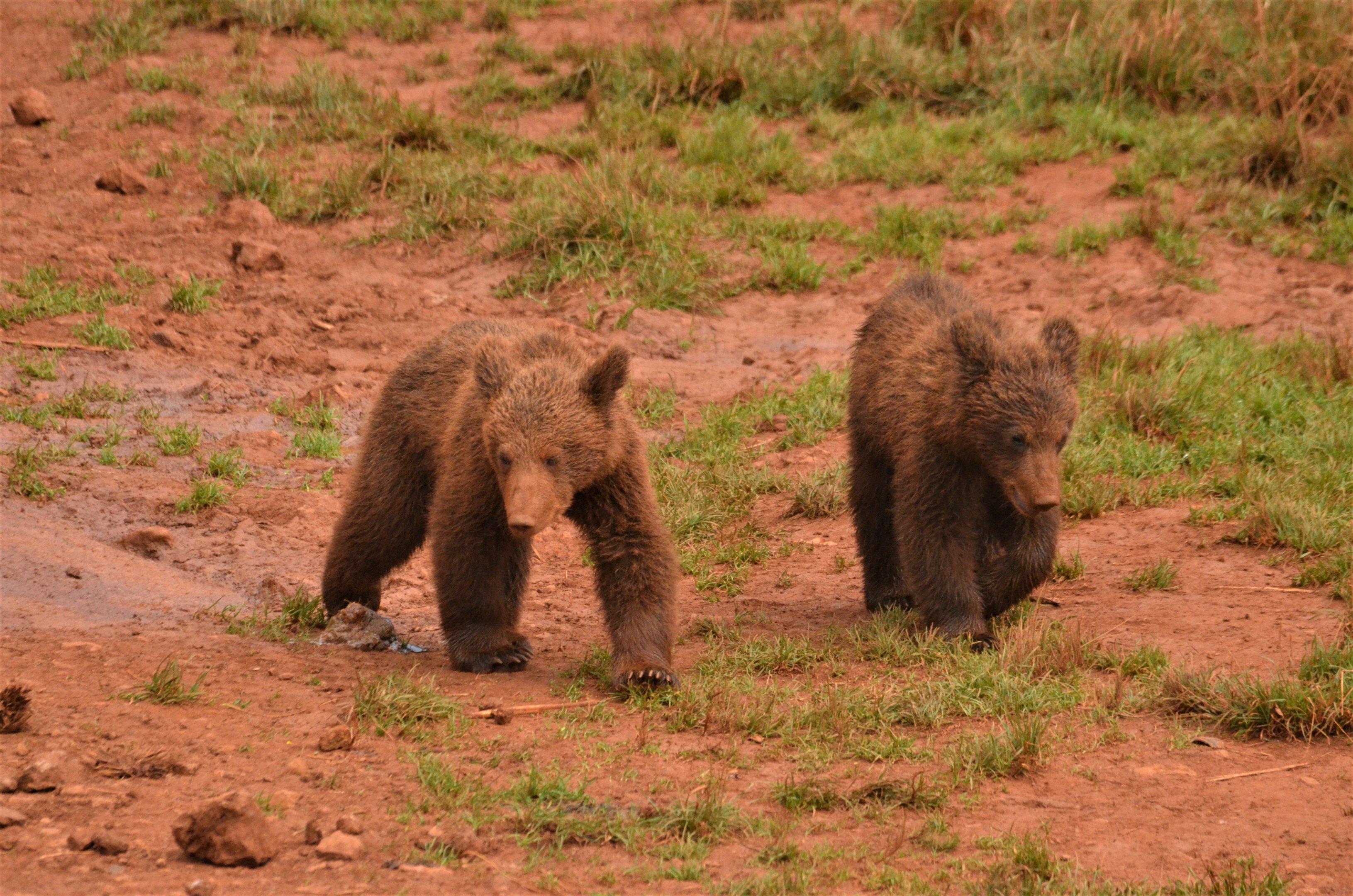 European Brown Bear Cubs at Cabarceno, 08/07/17