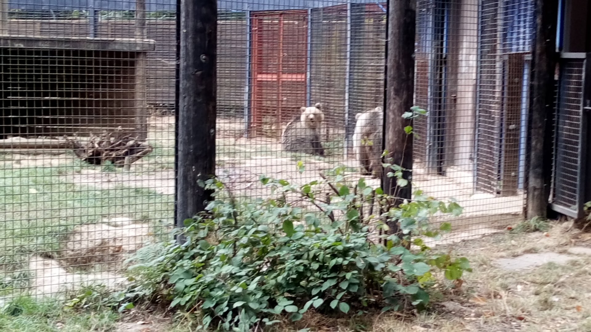 European Brown Bear Cubs