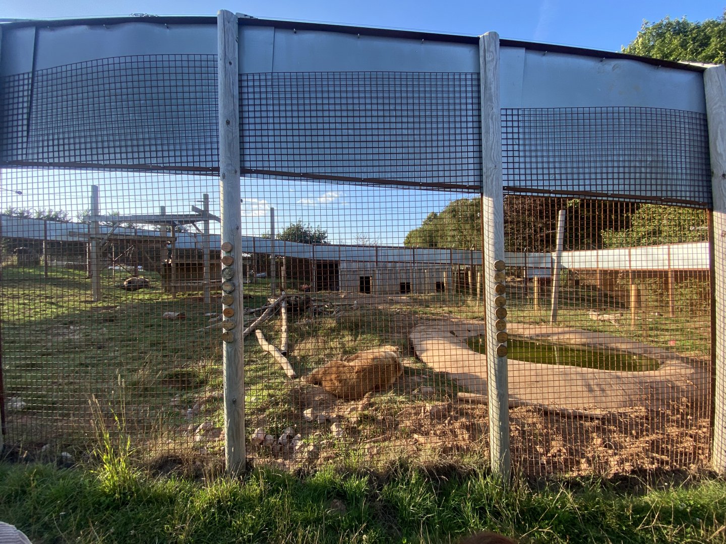 European brown bear enclosure 020825