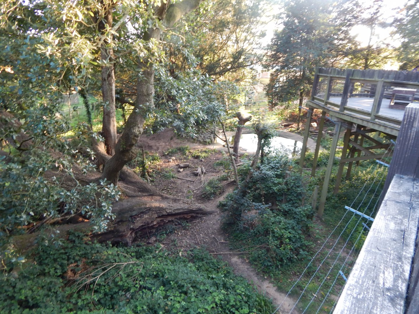 European brown bear enclosure 020825