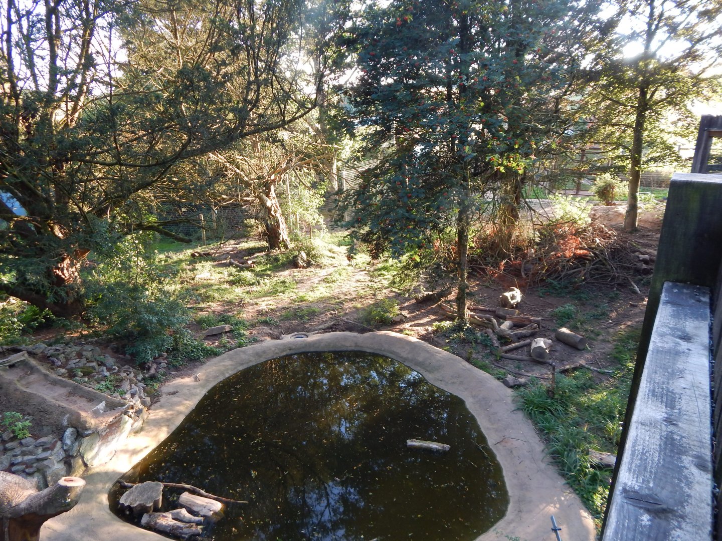 European brown bear enclosure 020825