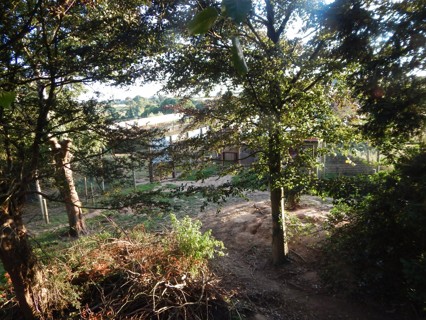 European brown bear enclosure 020825