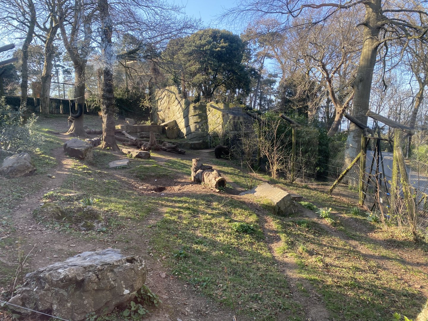 European brown bear enclosure 190325