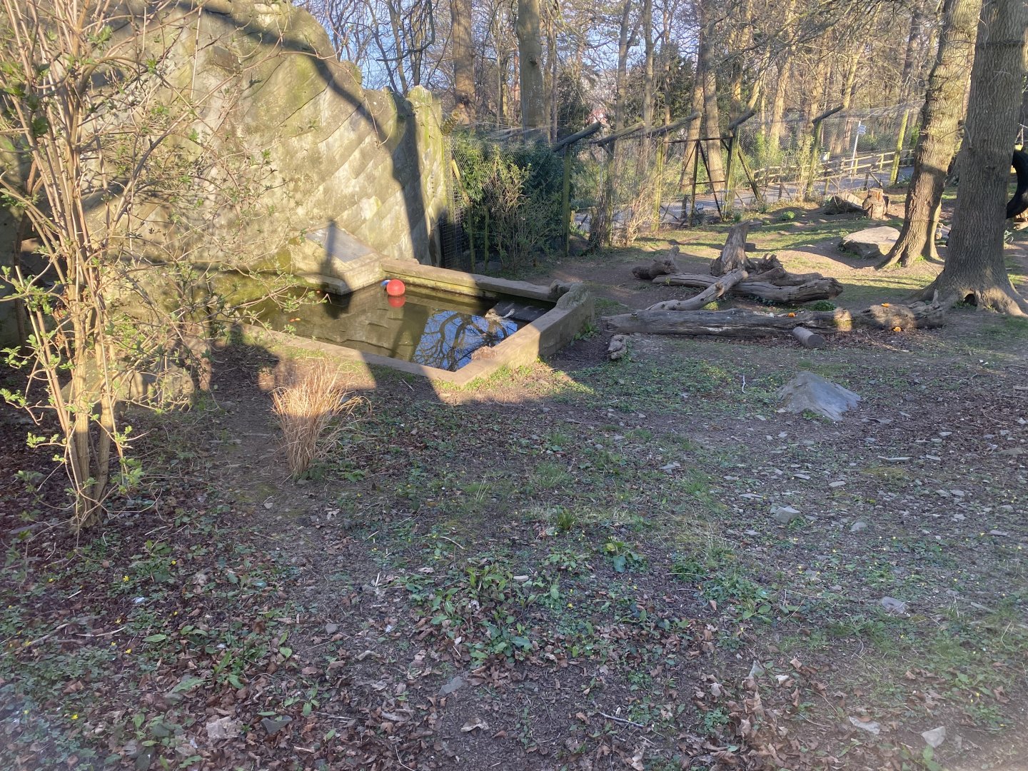 European brown bear enclosure 190325
