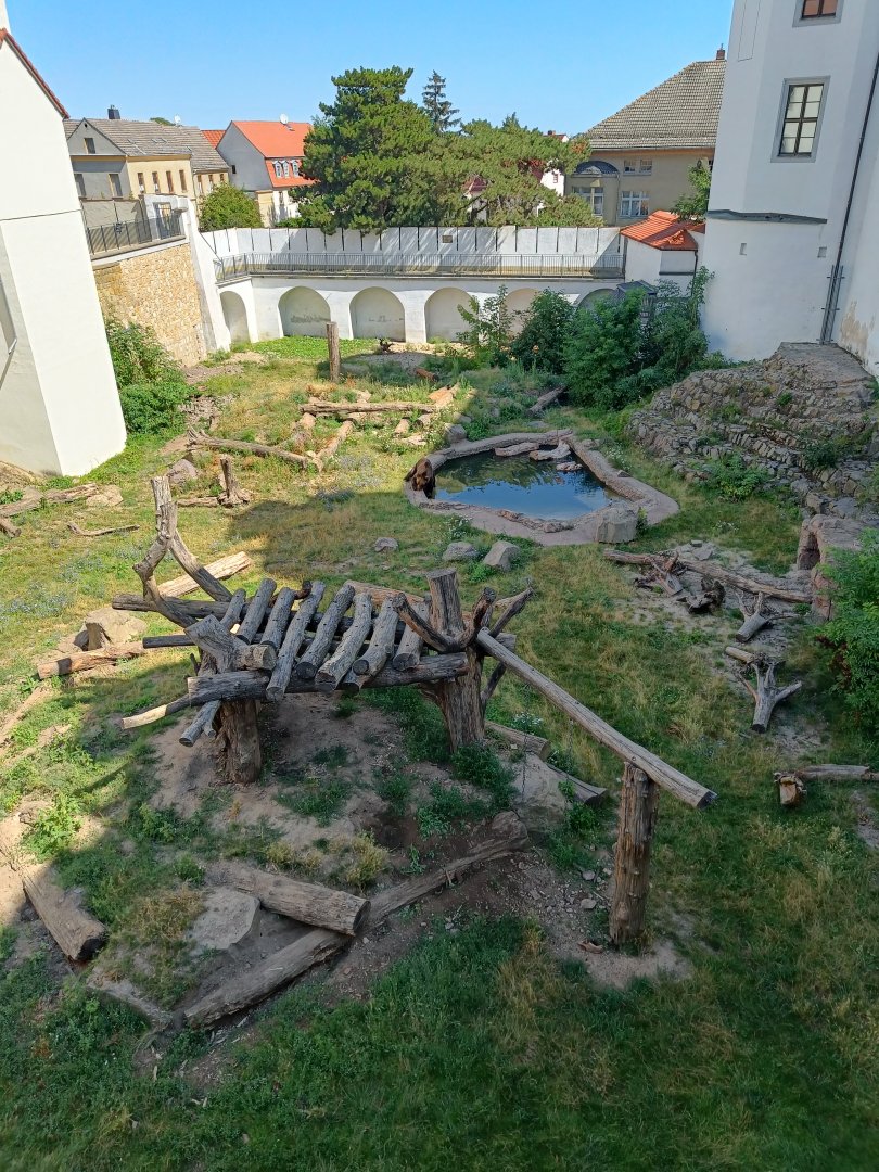 European Brown Bear Enclosure (2) - Schloss Hartenfels