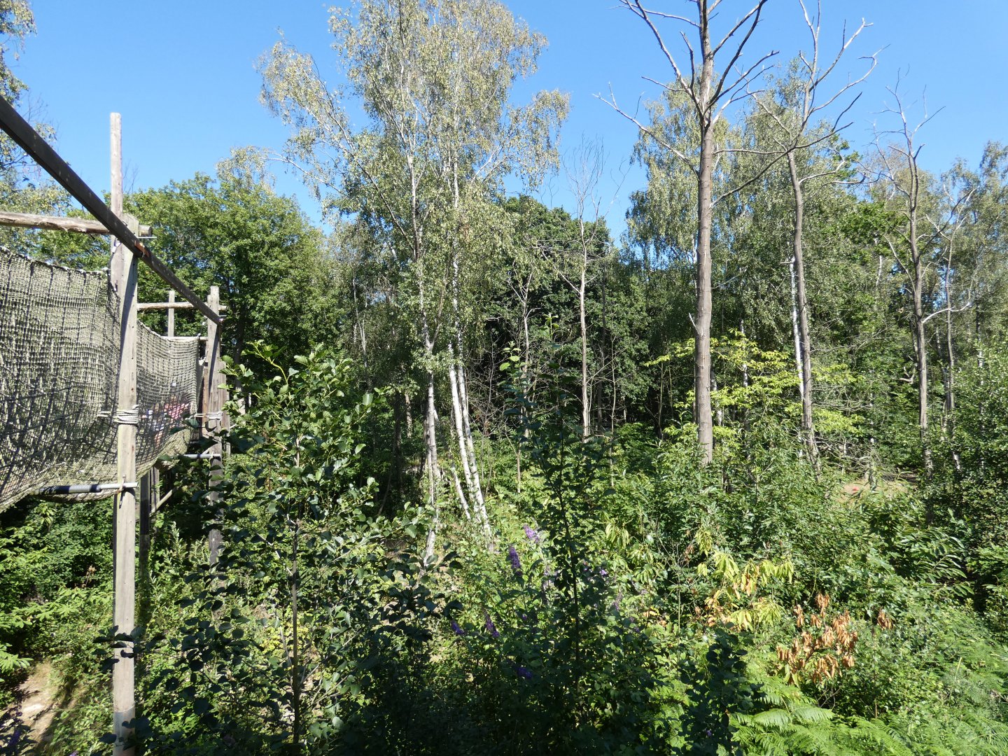 European Brown Bear enclosure (2)