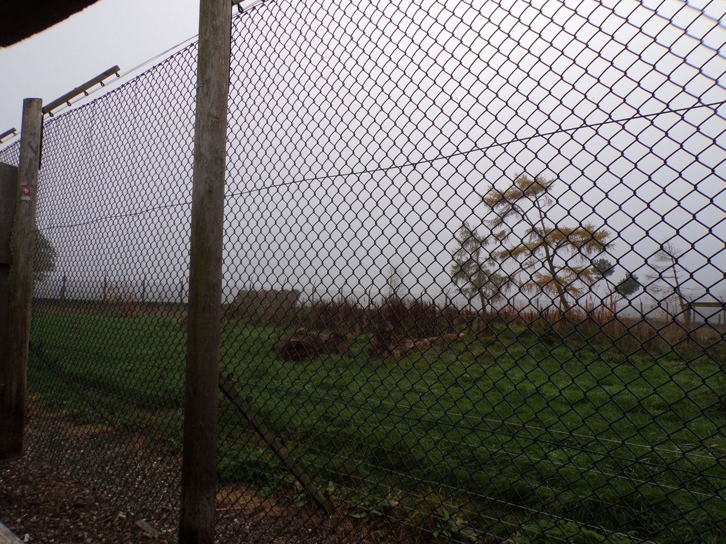 European brown bear enclosure (2)