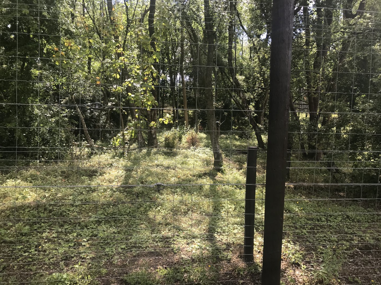 European brown bear enclosure (3)