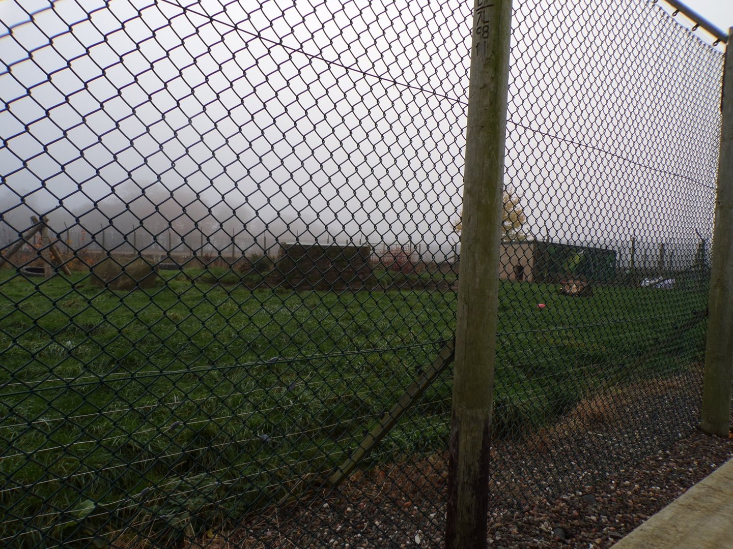 European brown bear enclosure (3)