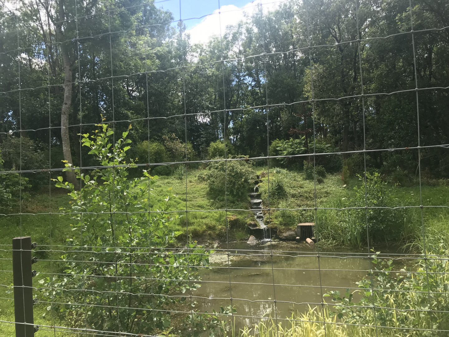 European brown bear enclosure (4)