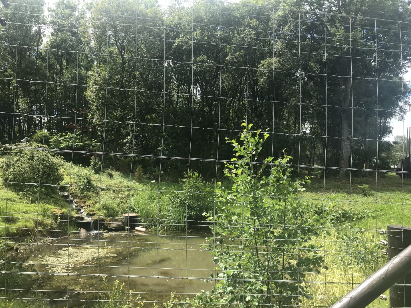 European brown bear enclosure (5)