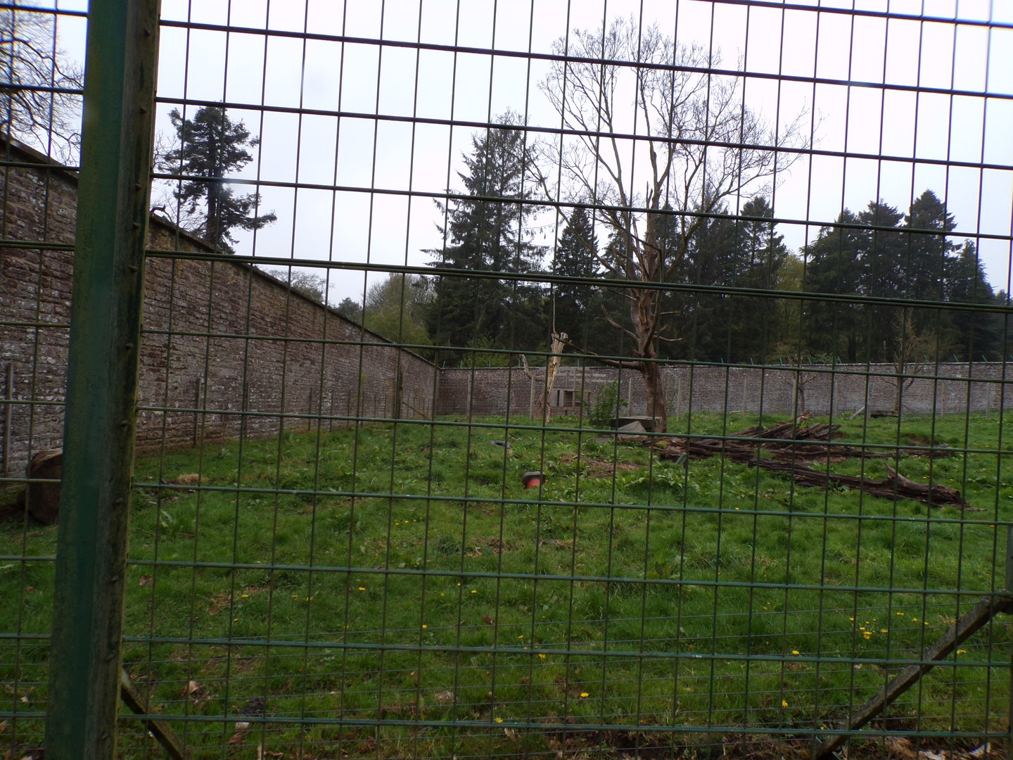 European brown bear enclosure 7.5.23