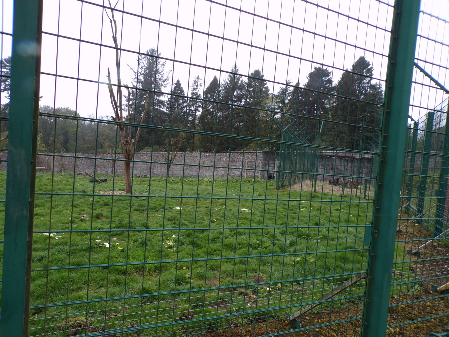 European brown bear enclosure 7.5.23