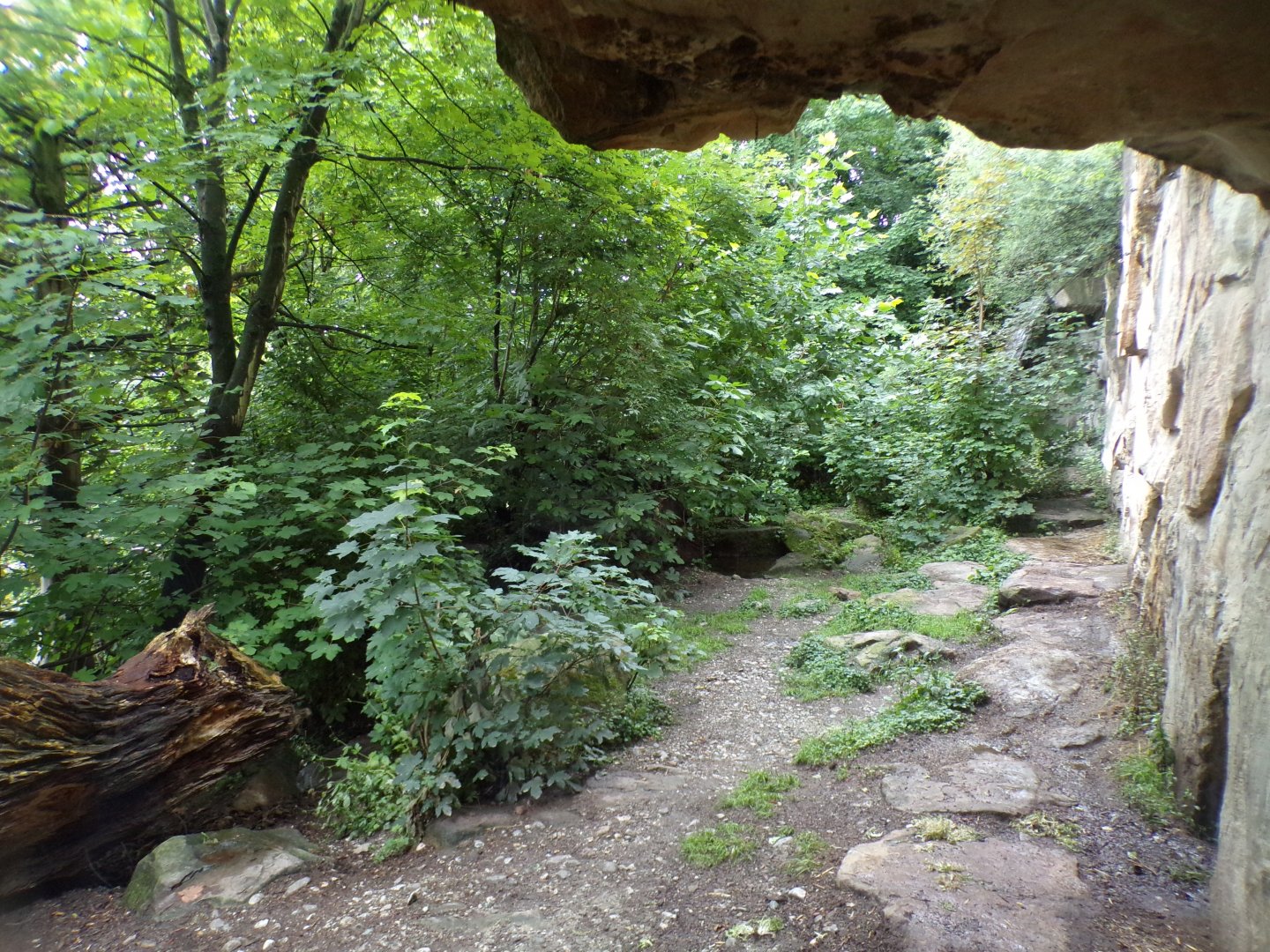 European brown bear enclosure 9.7.25