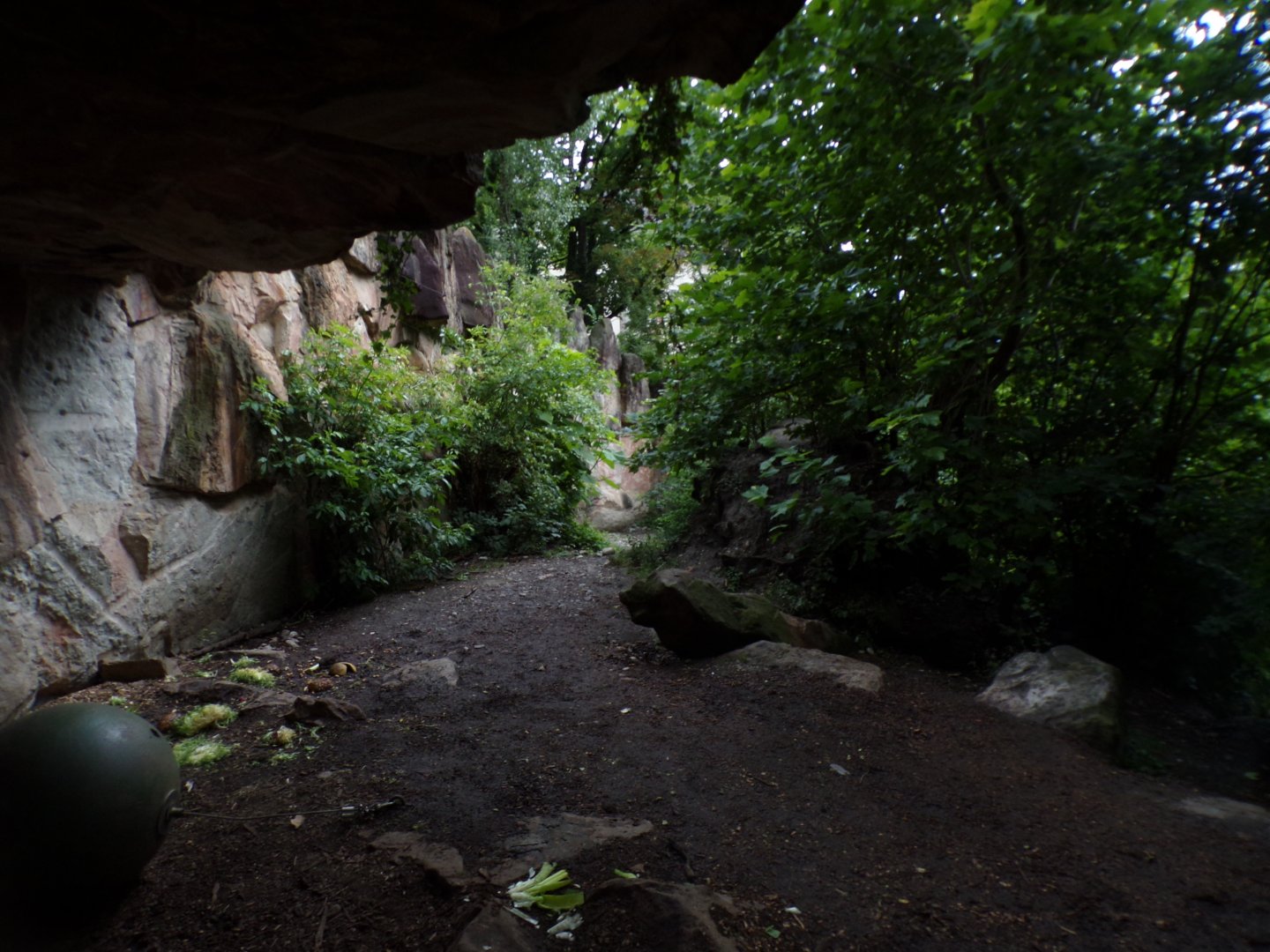 European brown bear enclosure 9.7.25