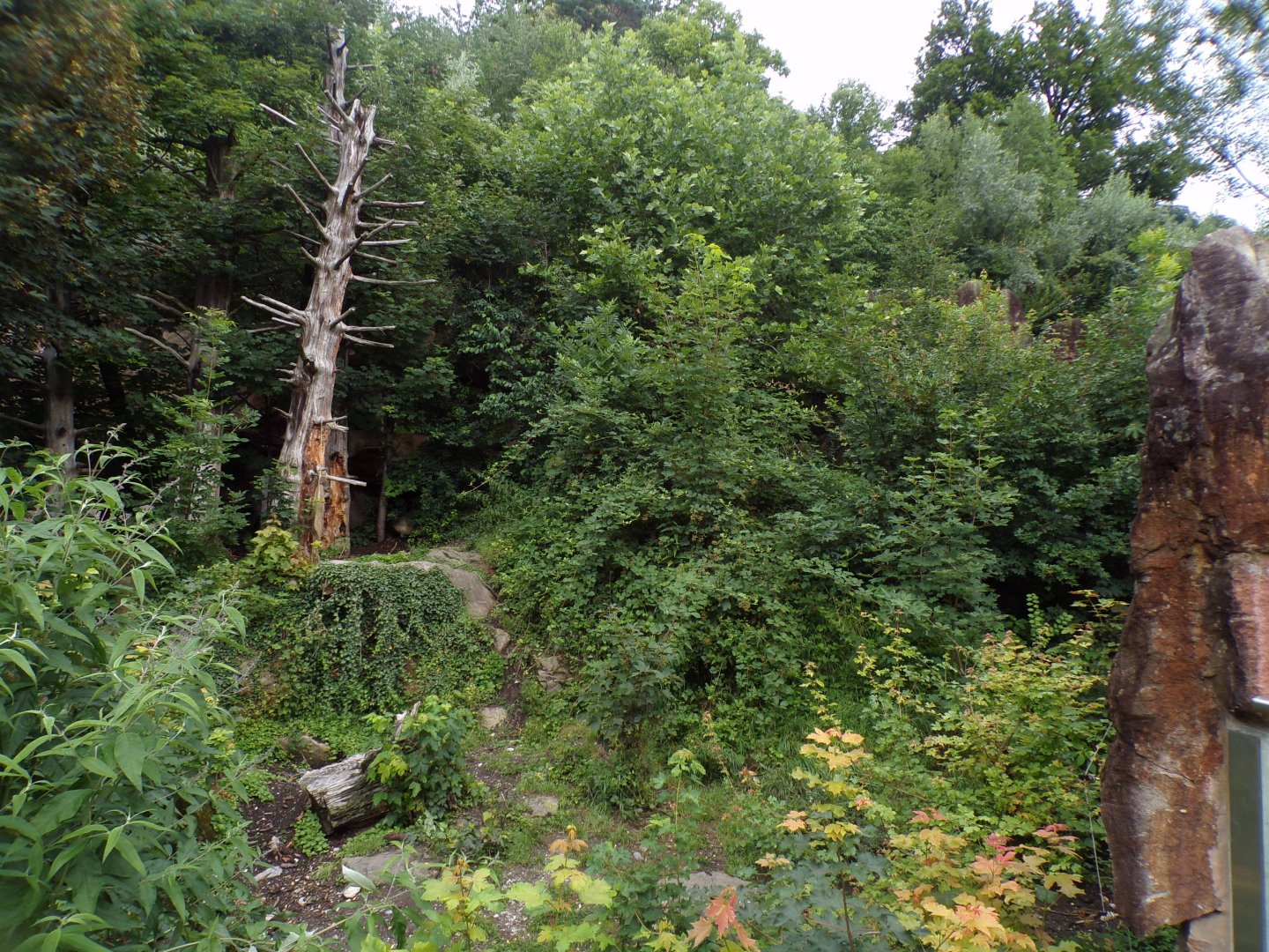European brown bear enclosure 9.7.25