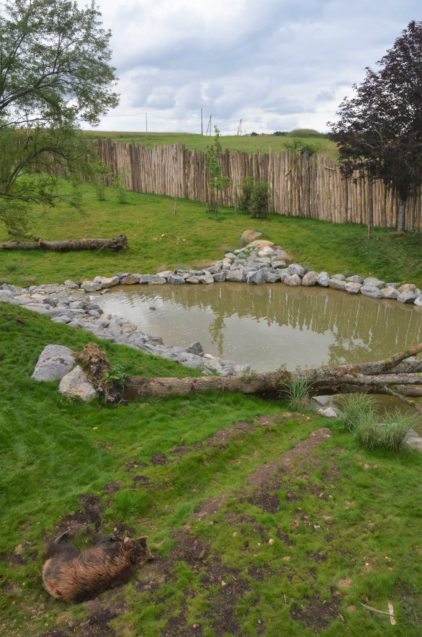 European Brown Bear Enclosure at Beauval, 12/06/18
