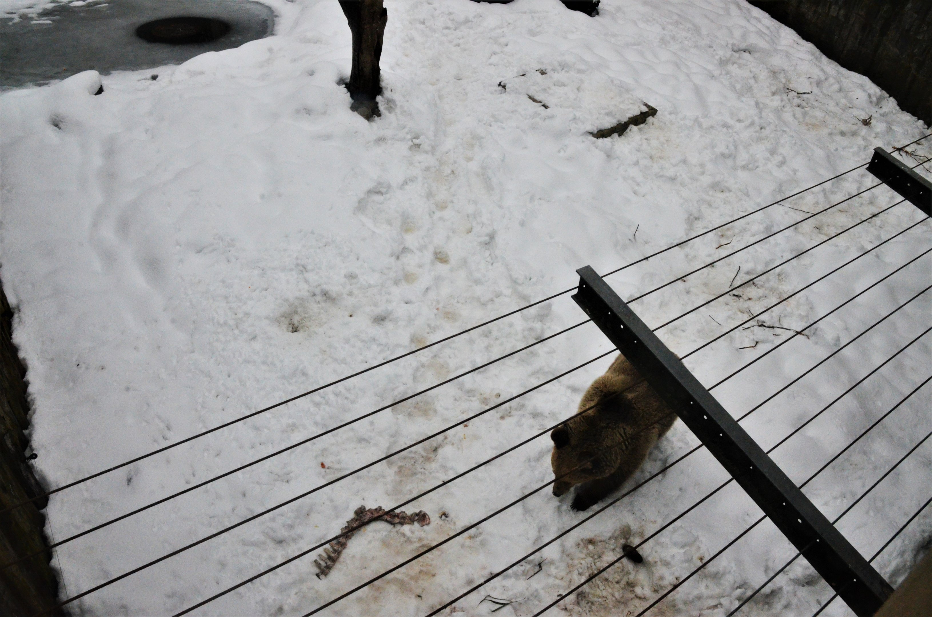 European Brown Bear Enclosure at Ljubljana Zoo, 07/03/18