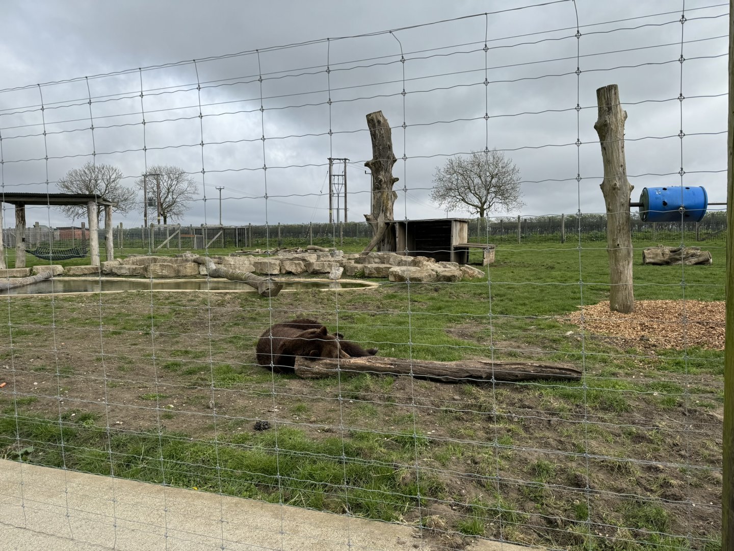 European Brown Bear Enclosure at Wolds Wildlife Park (March 2024)