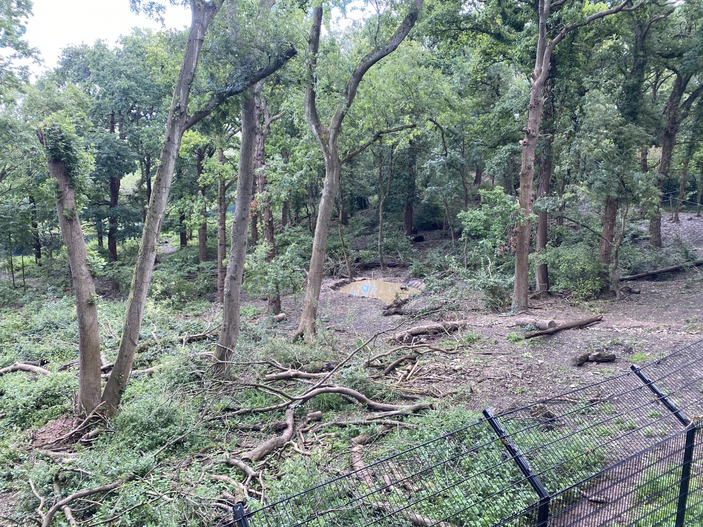 European Brown Bear enclosure in Bear Wood 290820