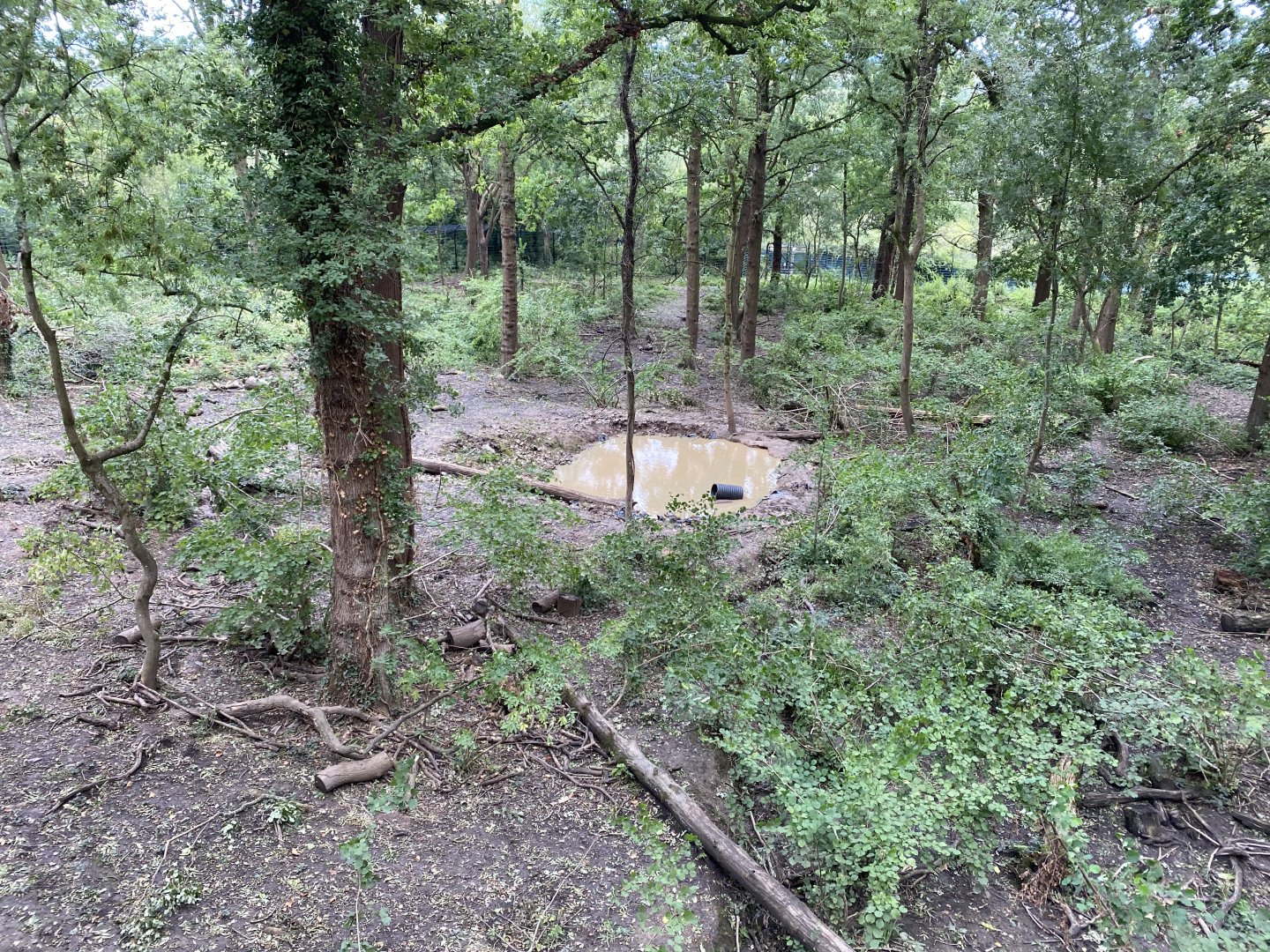 European Brown Bear enclosure in Bear Wood 290820