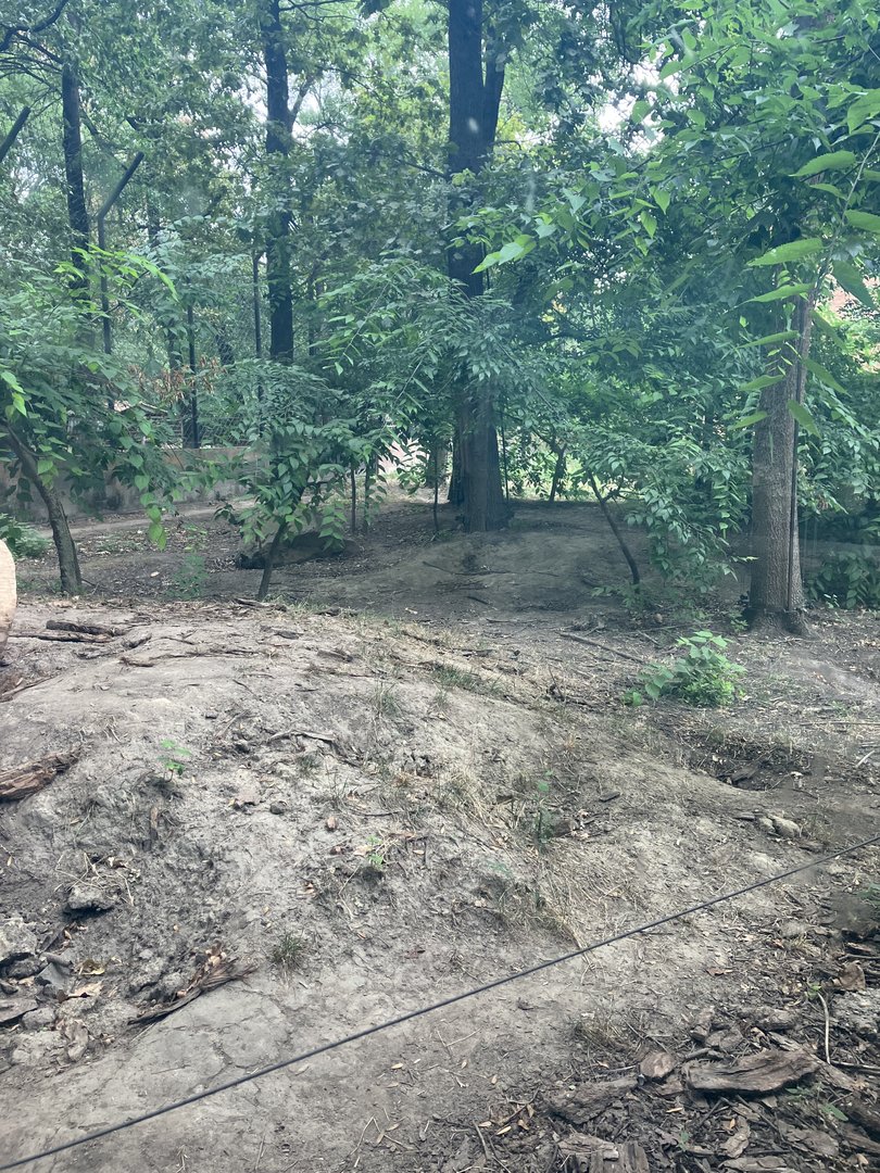 European brown bear enclosure-part 1