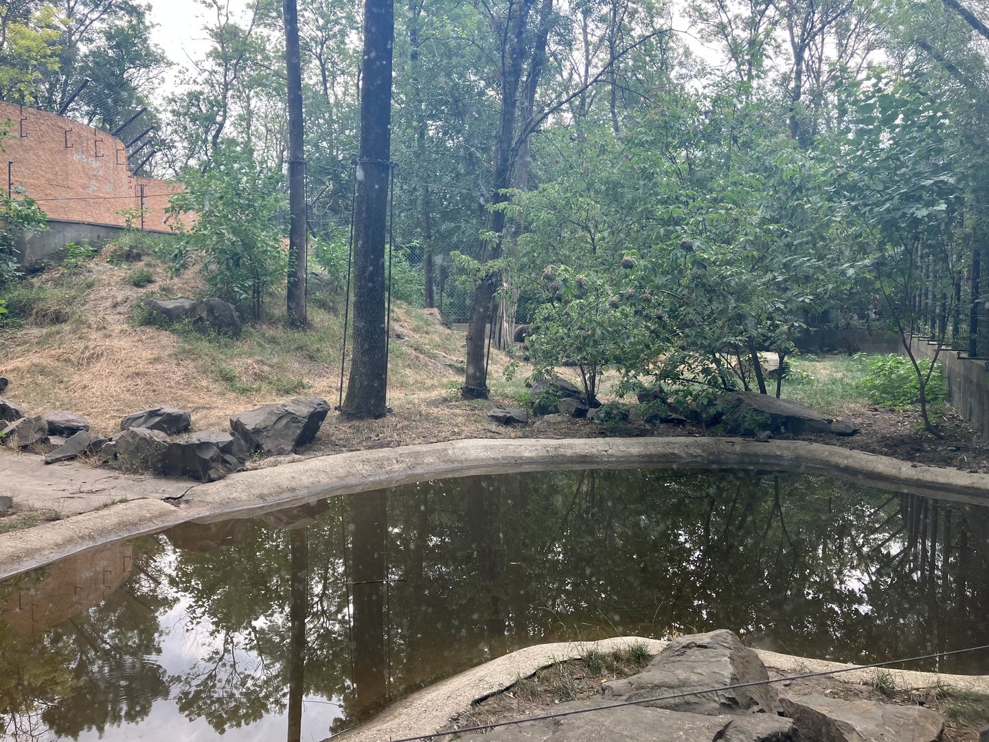 European brown bear enclosure-part 2