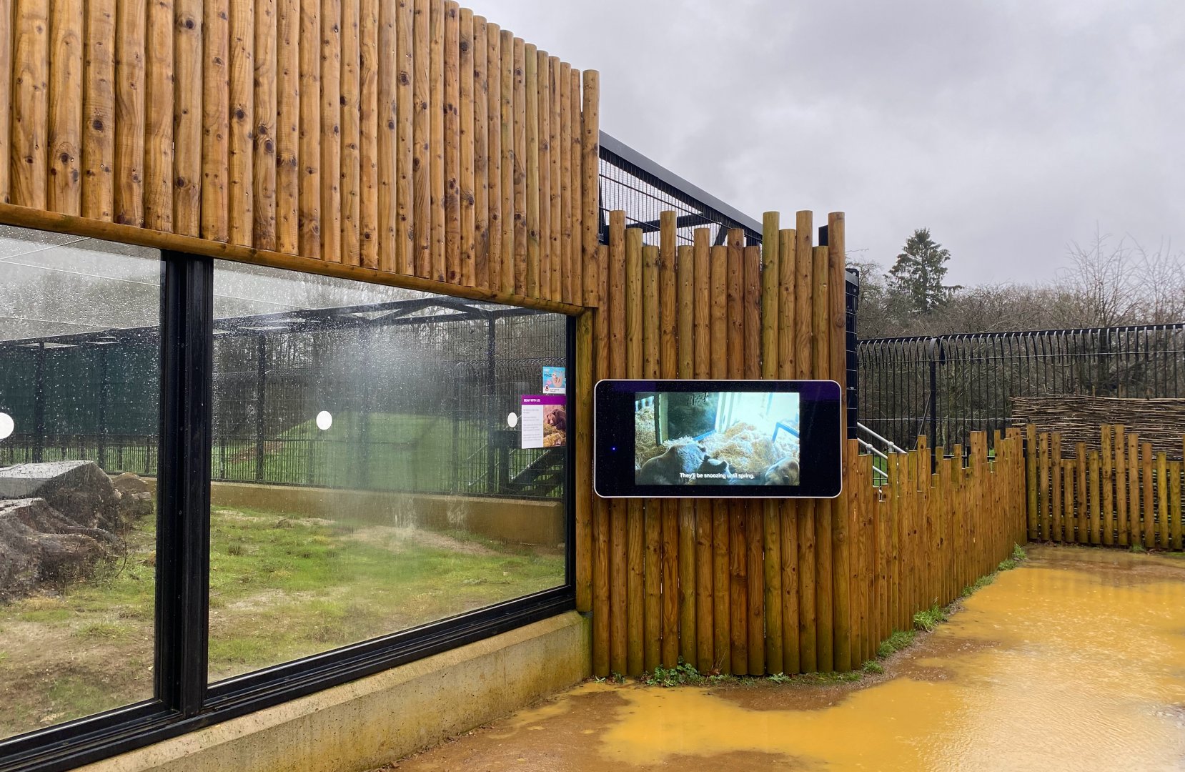 European Brown Bear enclosure, video screen, ZSL Whipsnade, UK