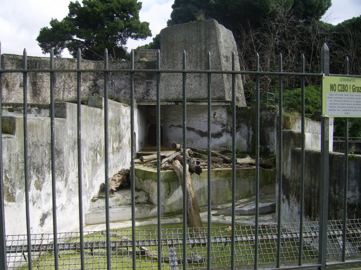 European Brown Bear Enclosure Zoo di Napoli 2010