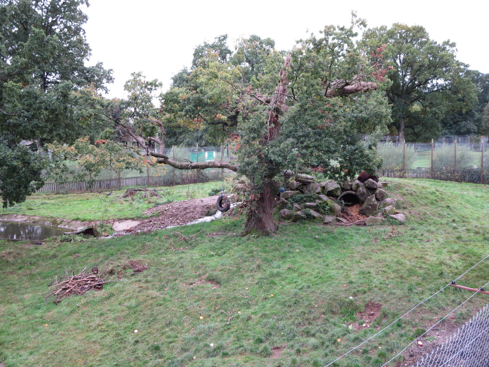 European brown bear enclosure