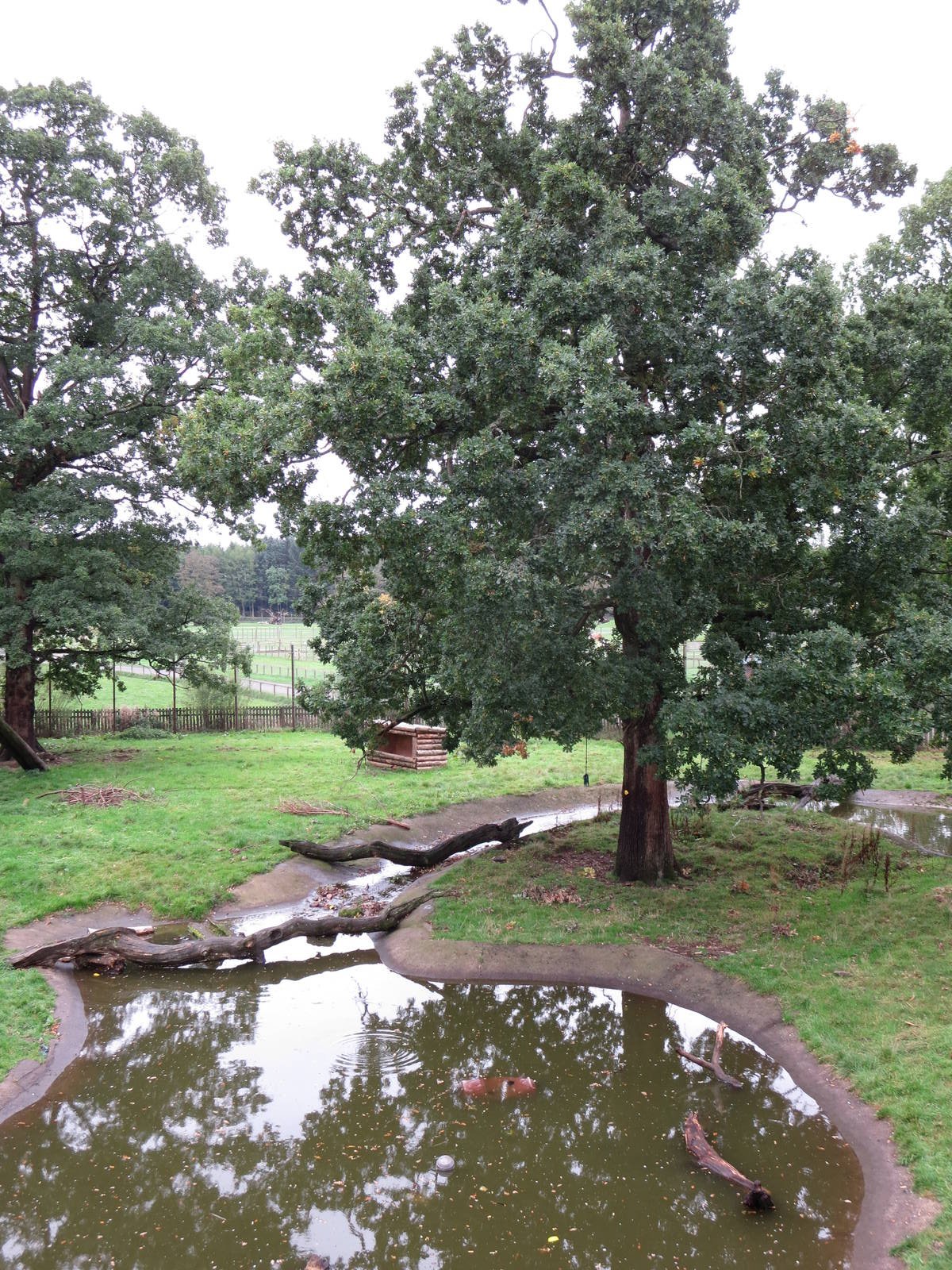 European brown bear enclosure
