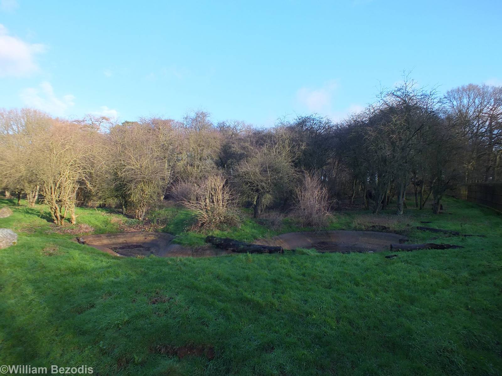 European Brown Bear Enclosure