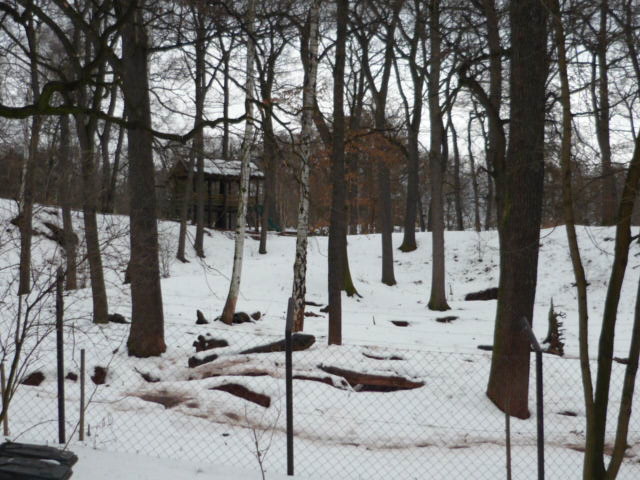European Brown Bear Enclosure